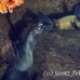 lion_sea_galapagos_cou_h_0107_ecu1198.jpg